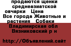 продаются щенки среднеазиатской овчарки › Цена ­ 30 000 - Все города Животные и растения » Собаки   . Владимирская обл.,Вязниковский р-н